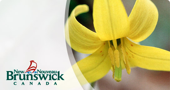 Human Rights Commission / Commission des droits de la personne du Nouveau-Brunswick