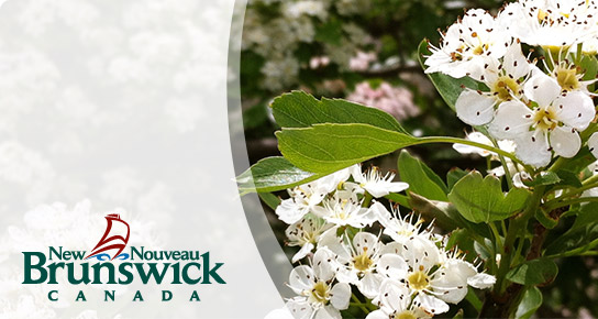 Human Rights Commission / Commission des droits de la personne du Nouveau-Brunswick