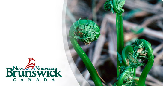 Human Rights Commission / Commission des droits de la personne du Nouveau-Brunswick