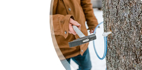 Maple Sector Leasing Opportunities