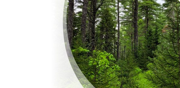 Our Forests are <br>for Everyone