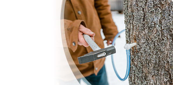 Maple Sector Leasing Opportunities